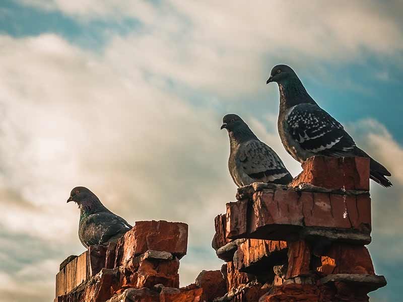 Birds sitting on top of an old chimney requiring removal